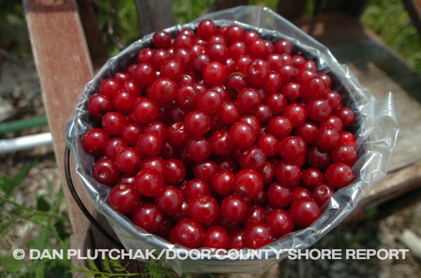 Door County cherries. Commercial stock photography by Dan Plutchak/Door County Shore Report.