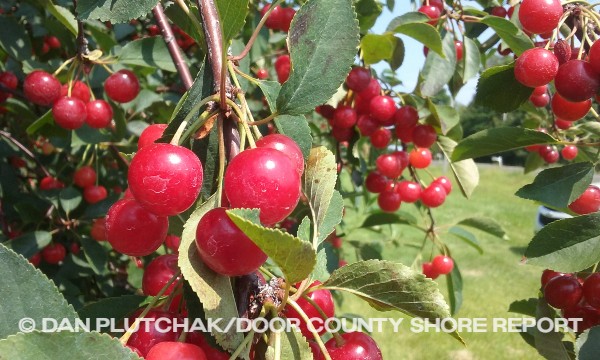 Door County cherries. Commercial stock photography by Dan Plutchak/Door County Shore Report.