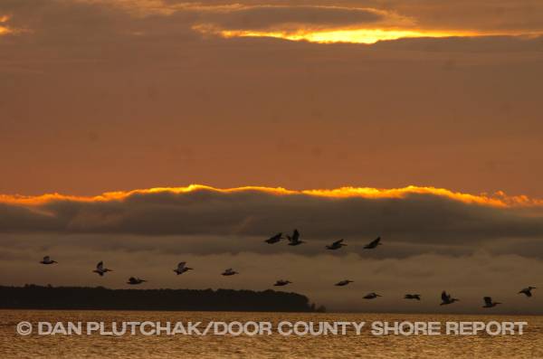 Pelicans at sunset. Commercial stock photography by Dan Plutchak/Door County Shore Report.