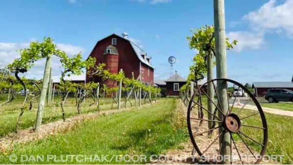 Grape vines outside a Door County winery. Commercial, stock and fine-art photography by Dan Plutchak/Door County Shore Report.