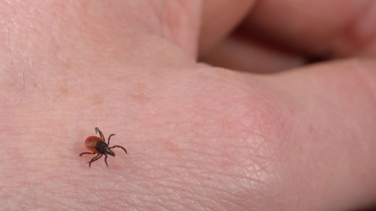 Lyme disease is a bacterial infection spread by deer ticks, which can be as small as a poppy seed. / Photo Credit: Wisconsin Department of Health Services