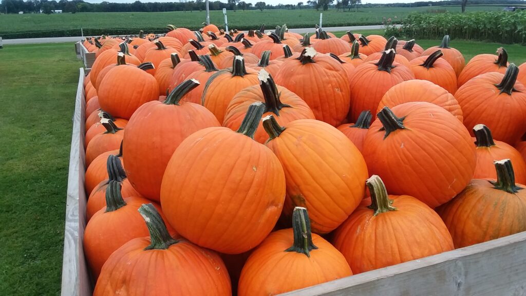 Coming up for Egg Harbor's 2022 Pumpkin Patch Festival? Here's the