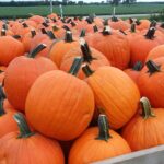 Coming up for Egg Harbor’s 2022 Pumpkin Patch Festival? Here’s the schedule