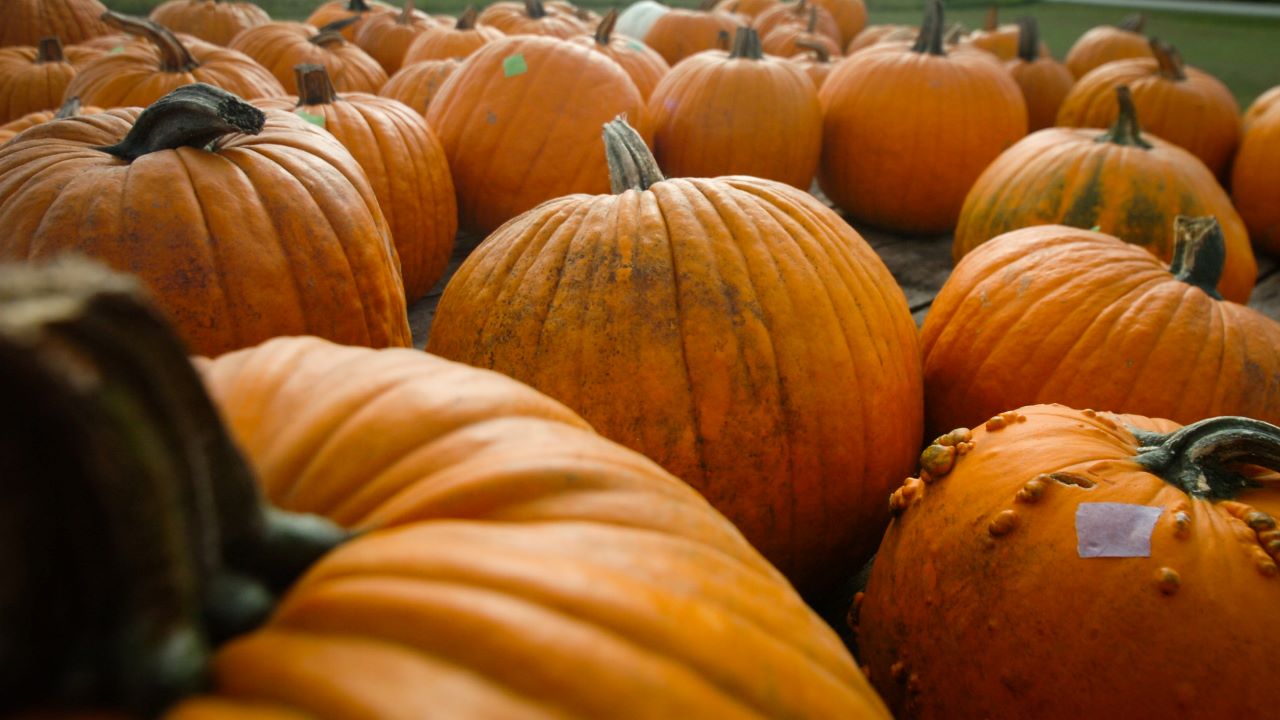 The fall season kicks off in earnest this coming weekend with Pumpkin Patch 2023 in Egg Harbor.