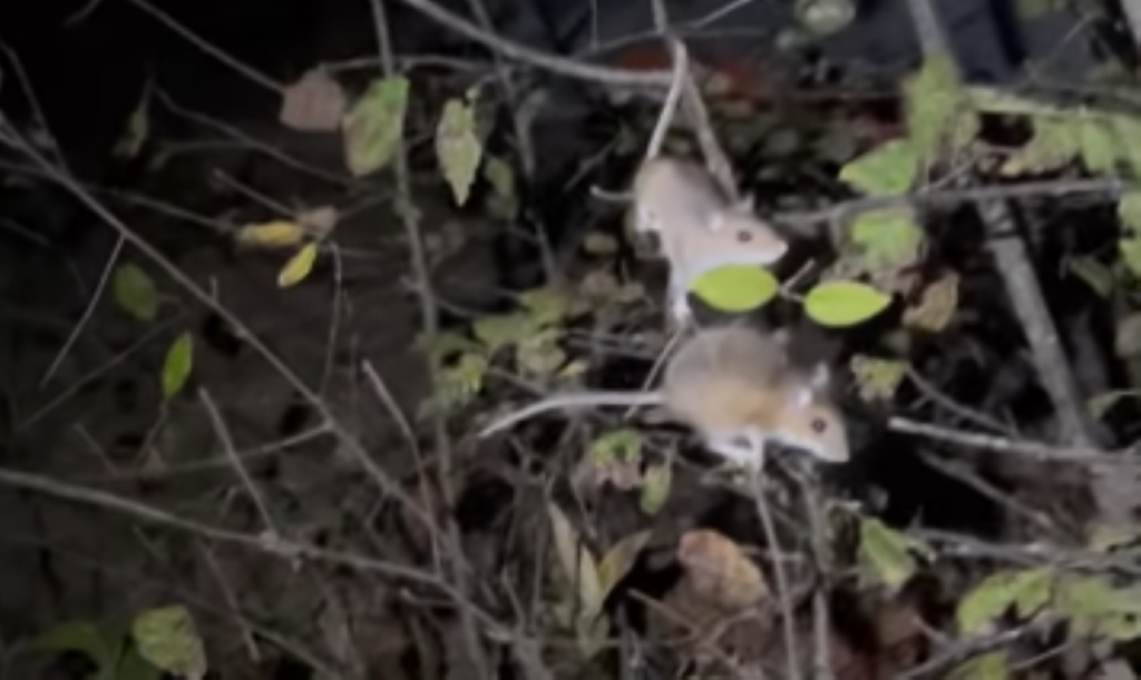 UPDATE Campground at Rock Island State Park closes following mouse