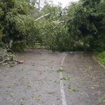 Newport State Park damage from Saturday storm in Door County widespread