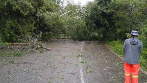 Newport State Park damage from Saturday storm in Door County widespread
